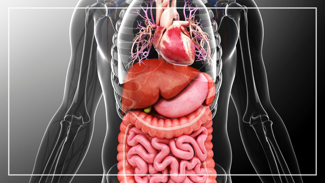 Körperteile und Organe