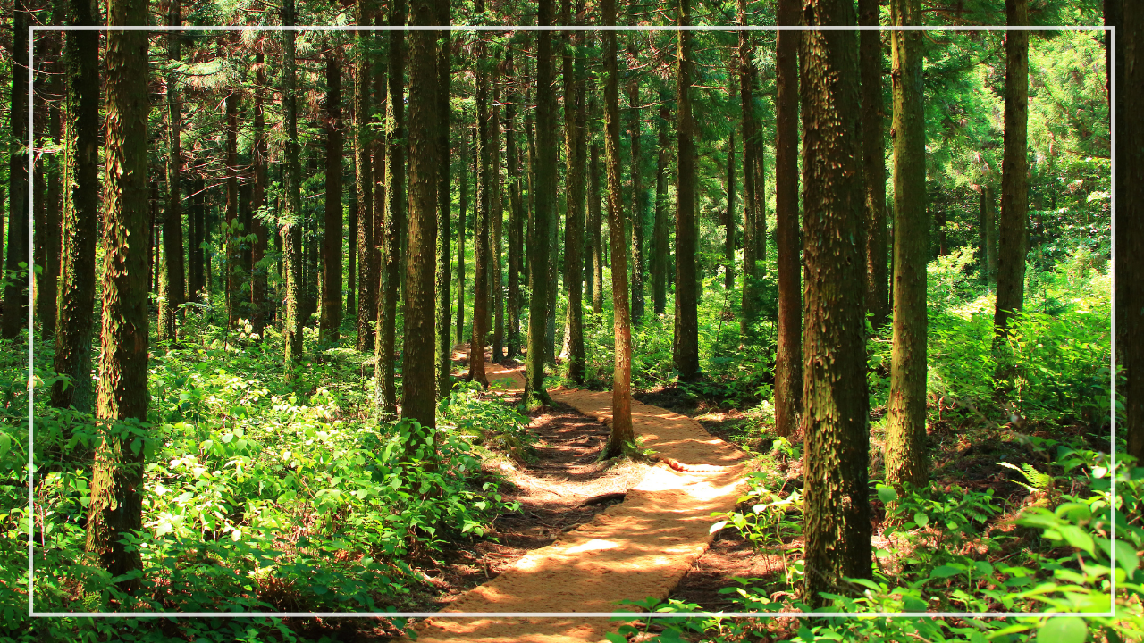 Wald, Garten und Permakultur