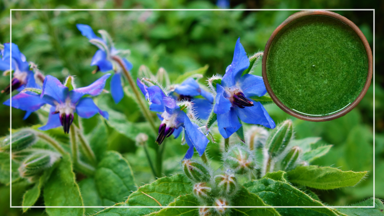 Borretsch-Spinat - Elias Leppe - Gesundheit Schafft Freiheit